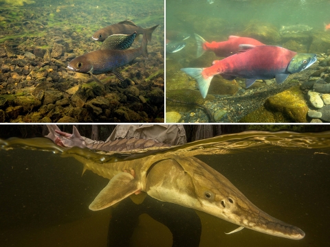 Photo collage of arctic grayling, salmon, and sturgeon