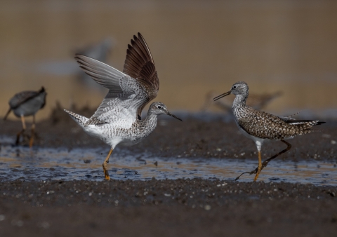 two white and brown motted shorebirds on a dark brown mud flat