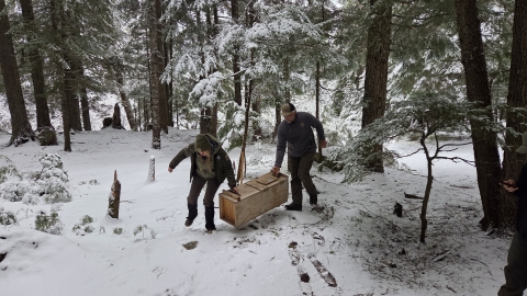 Two biologists carry a wooden crate containing a fisher 