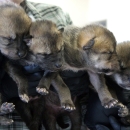 four mexican wolf puppies are held in a biologist's hands