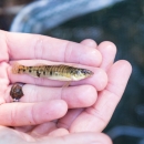 a small striped fish laying on a hand