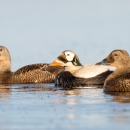 Two brown birds and one birds with a white and green head and orange bill rest on the water.