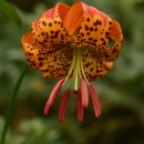 a bright orange lily with dark red speckles and anthers