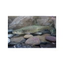 Small fish in water