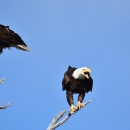 Bald eagles perched in a tree