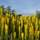 Yellow flowers of golden paintbrush beneath a blue sky
