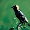 Bobolink resting on plant