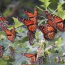 Orange and black butterflies congregate in an oak tree