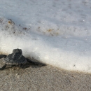 An image of a baby sea turtle crawling towards seafoam. 