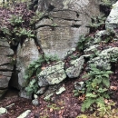 A craggy scene of bedrock and ferns