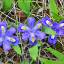 purple blooms on dwarf lake iris flower