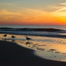 Sunrise with gulls at Bon Secour National Wildlife Refuge