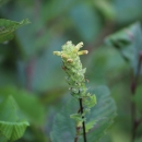 A plant with small tube-like yellow flowers on a long stem