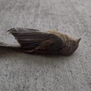A dead bird lays on its back on concrete 