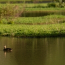 A duck wades in a wetlands pond. Green foliage is visible behind the pond