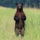 Black bear standing tall on hind feet in a field of green grass
