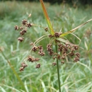 closeup of the drooping flower head of a thin, green wetland plant