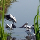 Wood storks and a white pelican can be seen through the marsh grasses standing in shallow water.