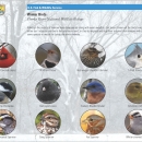 Image of a winter bird educational reference sheet.