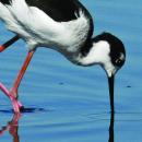 Stone Lakes National Wildlife Refuge General Brochure
