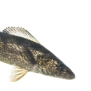 Walleye