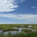 Image of a tidal marsh on Blackwater National Wildlife Refuge