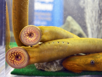 Adult sea lamprey suctioning their mouths on the inside of a tank
