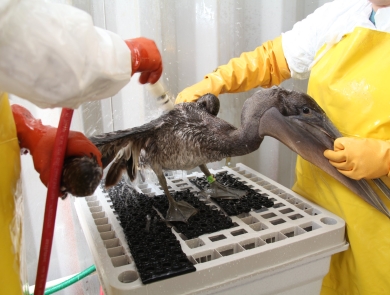 A brown pelican covered in oil receives an extensive cleaning following the Deepwater Horizon oil spill. 