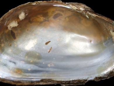 Uwharries Elktoe Inner Shell