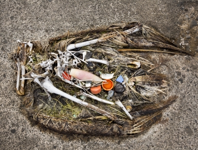 A Laysan albatross lies dead on the sand, its stomach filled with plastic debris that it swallowed.
