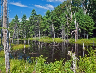 A small pond surrounded by leafy green vegetation, a few standing dead trees and verdant forest