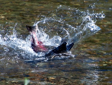 A salmon strikes another salmon in shallow water, causing the struck salmon's head to emerge from the water