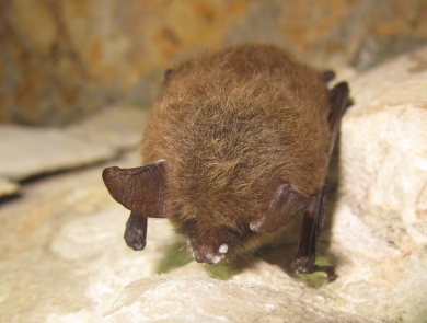 Northern long-eared bat with white-nose syndrome in a cave