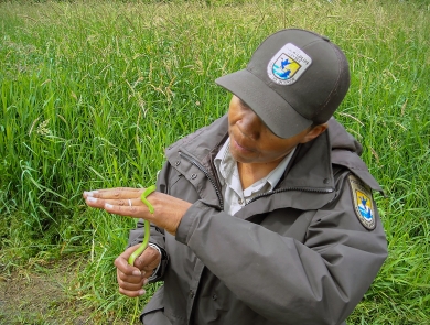 A USFWS biologist handles a small green snake with tall green grass in the background