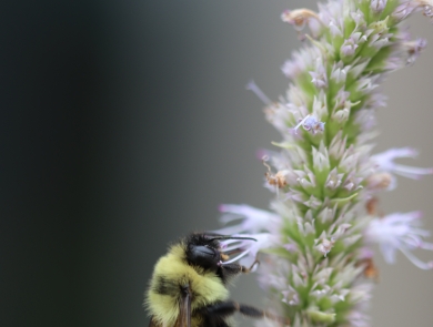 A rusty patched bumble bee on blooming anise hyssop