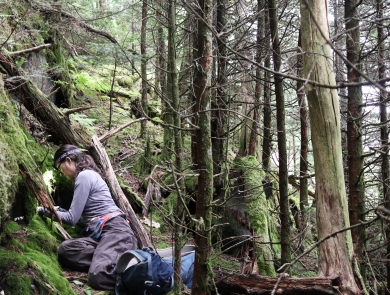 Biologist seated on the forest floor, closely examining a rock face