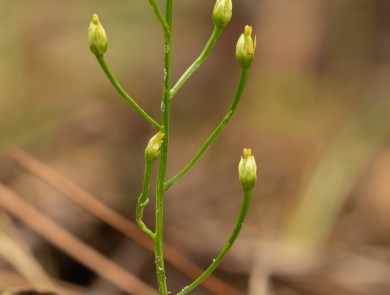 A small, wiry plant with alternating stems and flower buds at each tip