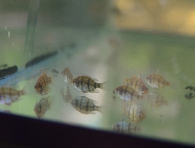 Small striped fish in a tank