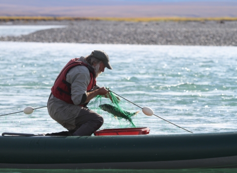 a man bringing in a fish in a net