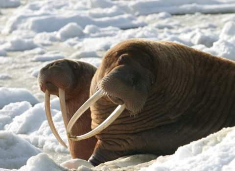 Walrus