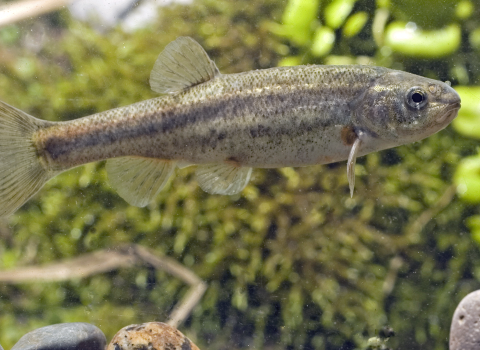 An underwater close up of a small grey speckled fish.