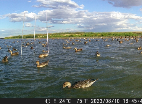 ducks swim in water near a bait site