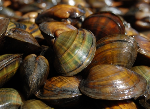 A pile of mussels. 