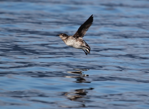 marbled murrelet in flight