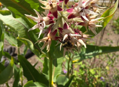 Bumblebee hanging upside down on a milkweed blossom.