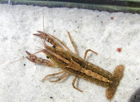 This species has a brown body with a dark brown to black stripe and a light brown to tan stripe that stretches from the head to its tail. The sides of the cephalothorax (the head and chest) are tan with reddish-brown spots.