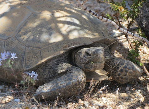 desert tortoise sitting in a shaded area next to purple flowers