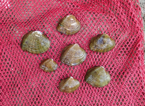 Western fanshell mussels