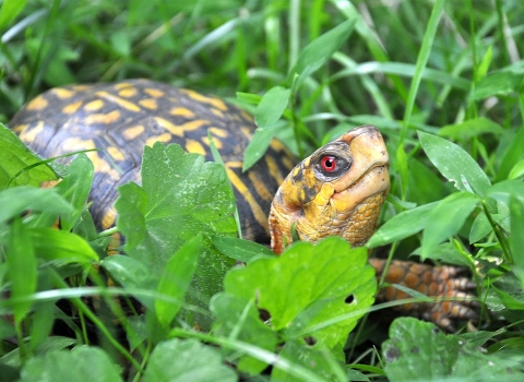 Eastern box turtle