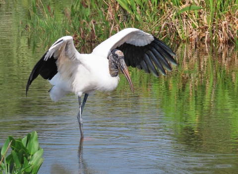 A large white bird with black wing tips wades through the water